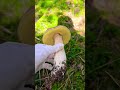เกือบเฒ่าซะก่อนแล้ว king bolete mushroom #nature #เห็ดผึ้งหวาน #เยอรมัน