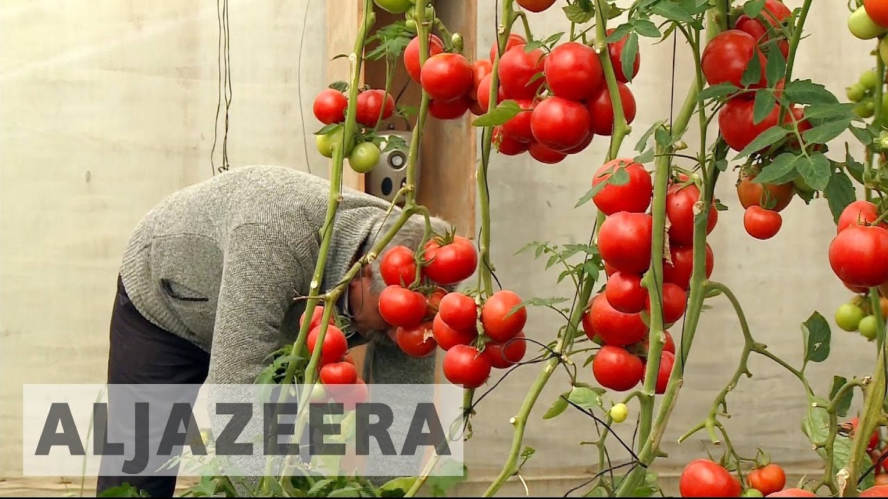المصانع الإسرائيلية تلحق الضرر بالمزارع الفلسطينية