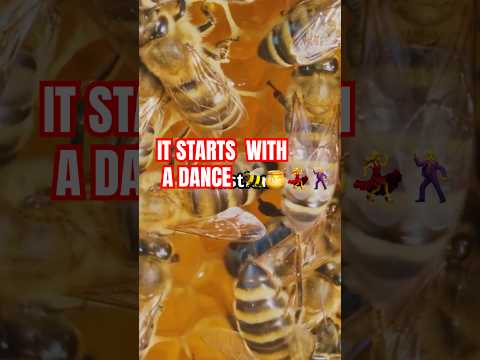 How Bees Make