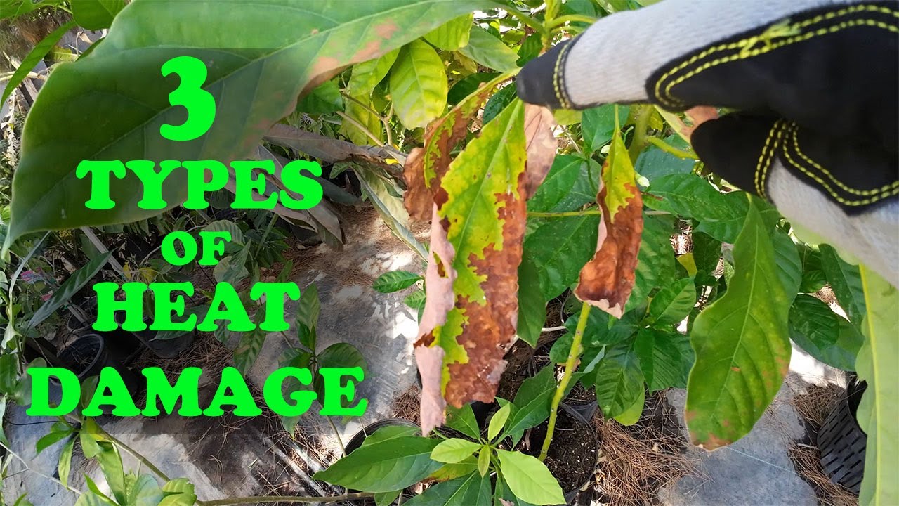 Plants Burning Up in The Heat? 3 Types of Heat Damage YouTube