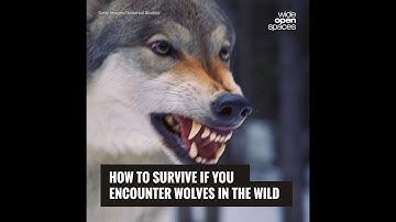 How to Survive if You Encounter Wolves in the Wild