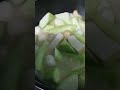 Fish Soup with fishballs, fishcakes, Pork, angled luffa Part 3 #yummy #chinesecookingstyle #fishsoup