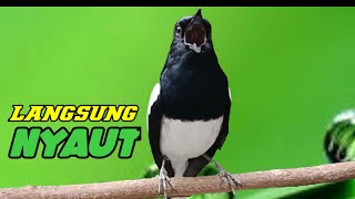 TERAPI SUARA KACER NGEPLONG MEMANGGIL KACER BAHAN AGAR LEKAS BUNYI LANGSUNG NYAUT GACOR DIMALAM HARI