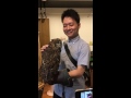 手乗りフクロウ癒されすぎてしにそう