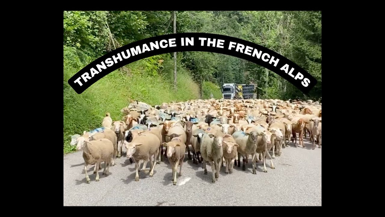 Transhumance in the French Alps