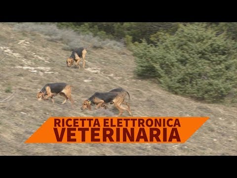 Ricetta elettronica veterinaria: i disagi del caso