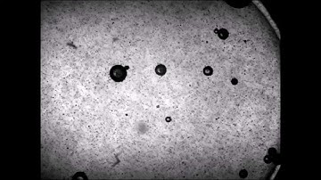 Bio Cell Morphology - Insitu Video Microscope