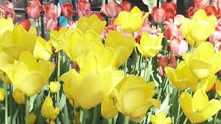 You're invited to help plant 85,000 tulips in Holland this weekend