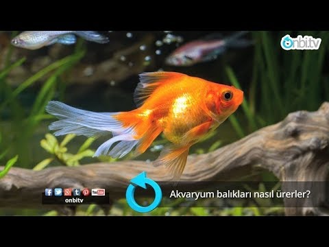 Video: Balık Nasıl ürer