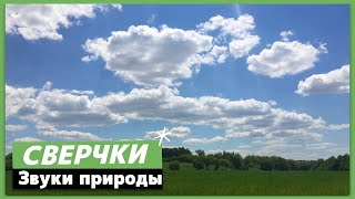 Сверчки на лужайке, Звуки природы слушать онлайн