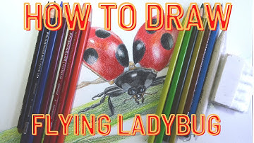 How to Draw Flying Ladybug (Realistic Colored Pencil Step-By-Step)