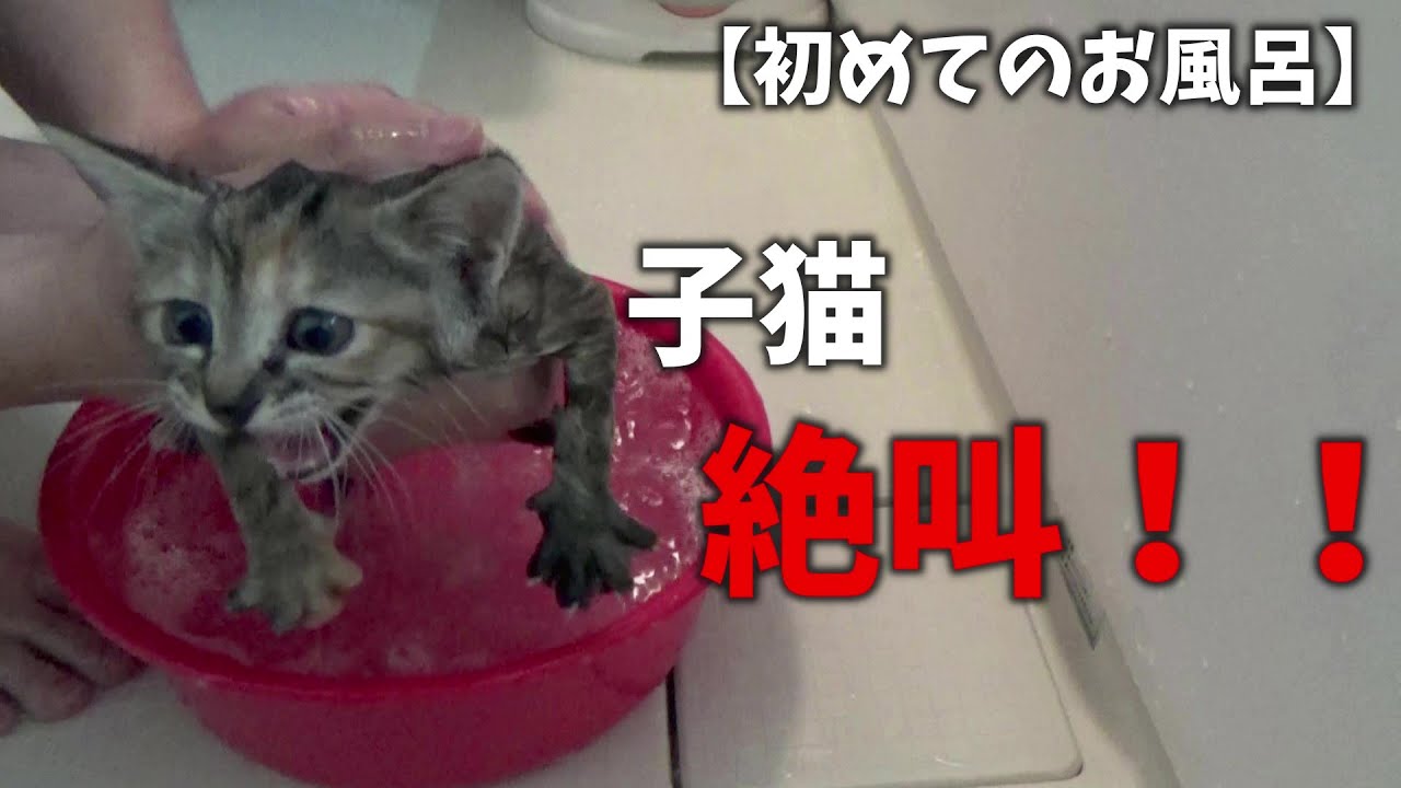 【保護子猫】こむぎ、初めてのお風呂で絶叫！！