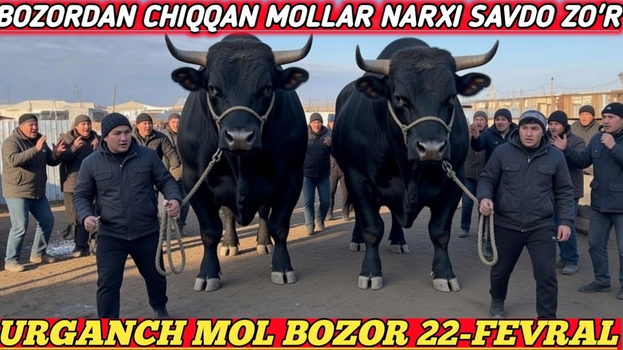 УРГАНЧ МОЛ БОЗОР 22-ФЕВРАЛ БОЗОРДАН ЧИККАН МОЛЛАР НАРХИ !!! САВДО АВЖИДА