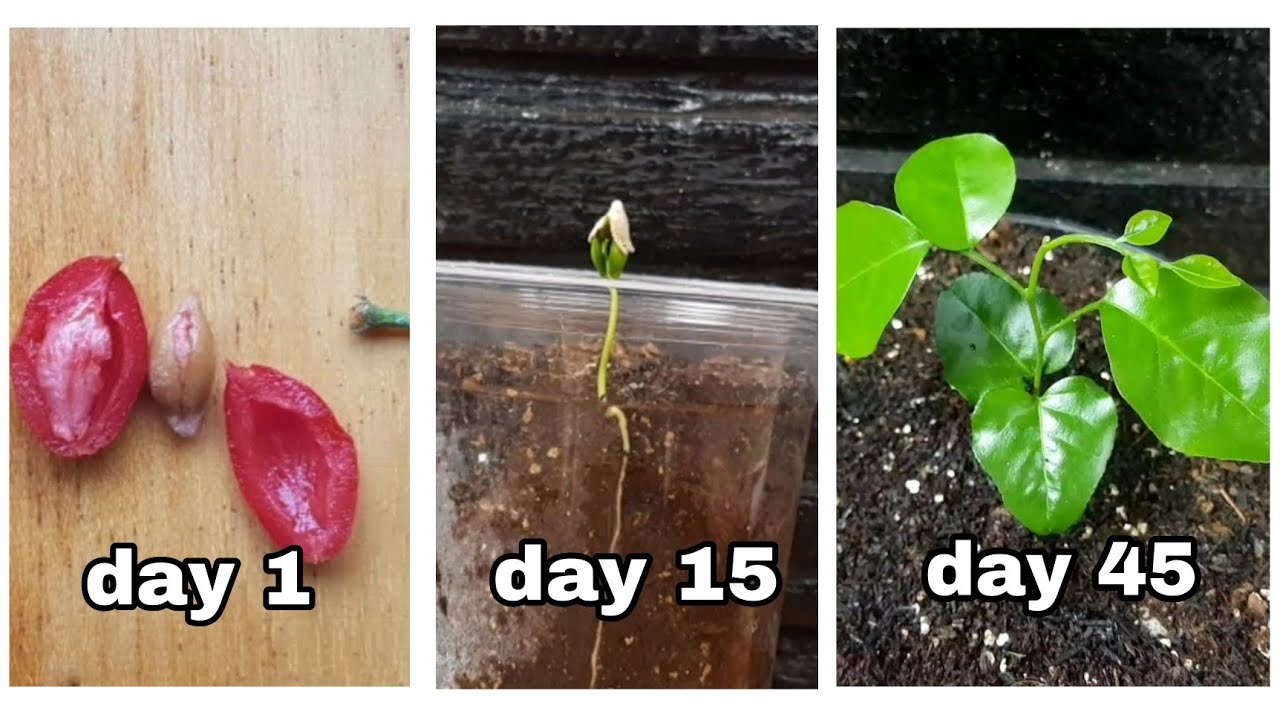 HOW TO GROW ORANGE JASMINE (Murraya paniculata) FROM SEED YouTube