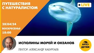 Занятие "Исполины морей и океанов" рубрики "Путешествия с натуралистом" с Александром Хабургаевым
