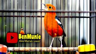 Download lagu Buat Pancingan Anis Merah Langsung Nyaut PASTI BERKICAU #anismerah