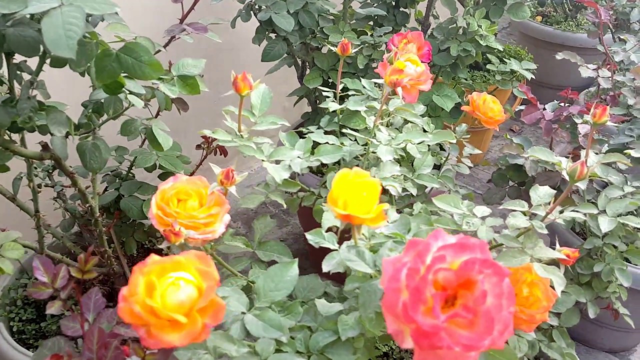 Rose garden YouTube