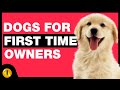 TOP 10 DOGS FOR FIRST TIME OWNERS