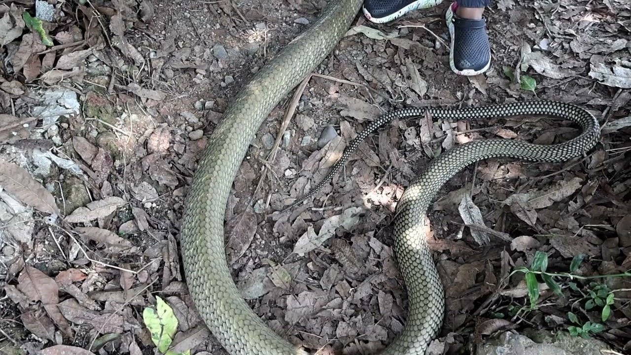 งูจงอาง 4 เมตร หนัก 8 กิโลกรัม บนต้นมะม่วง