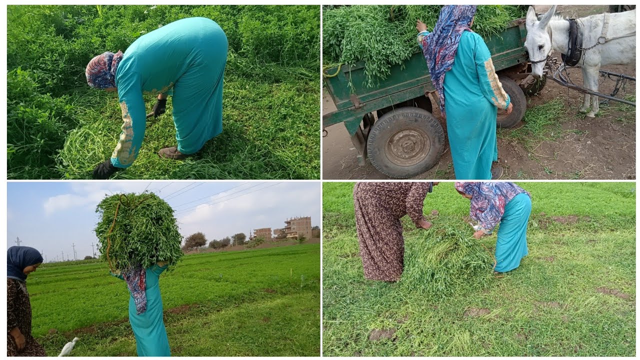 #روتين من الريف جوزى رن عليا وقال لي تعالى حش برسيم للمواشى ☘️جولة فى الغيط