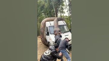 अजगर।python attack this man।Kya ye bachega।।#ytshorts #viralvideo #python #trendingshorts