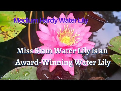 Miss Siam Water