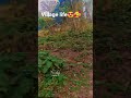 Village life in best life 🥰😍🥰😍🥰🥰😍🥰🥰😍😍🥰🥰🥰😍😍 #love #funny 🥰