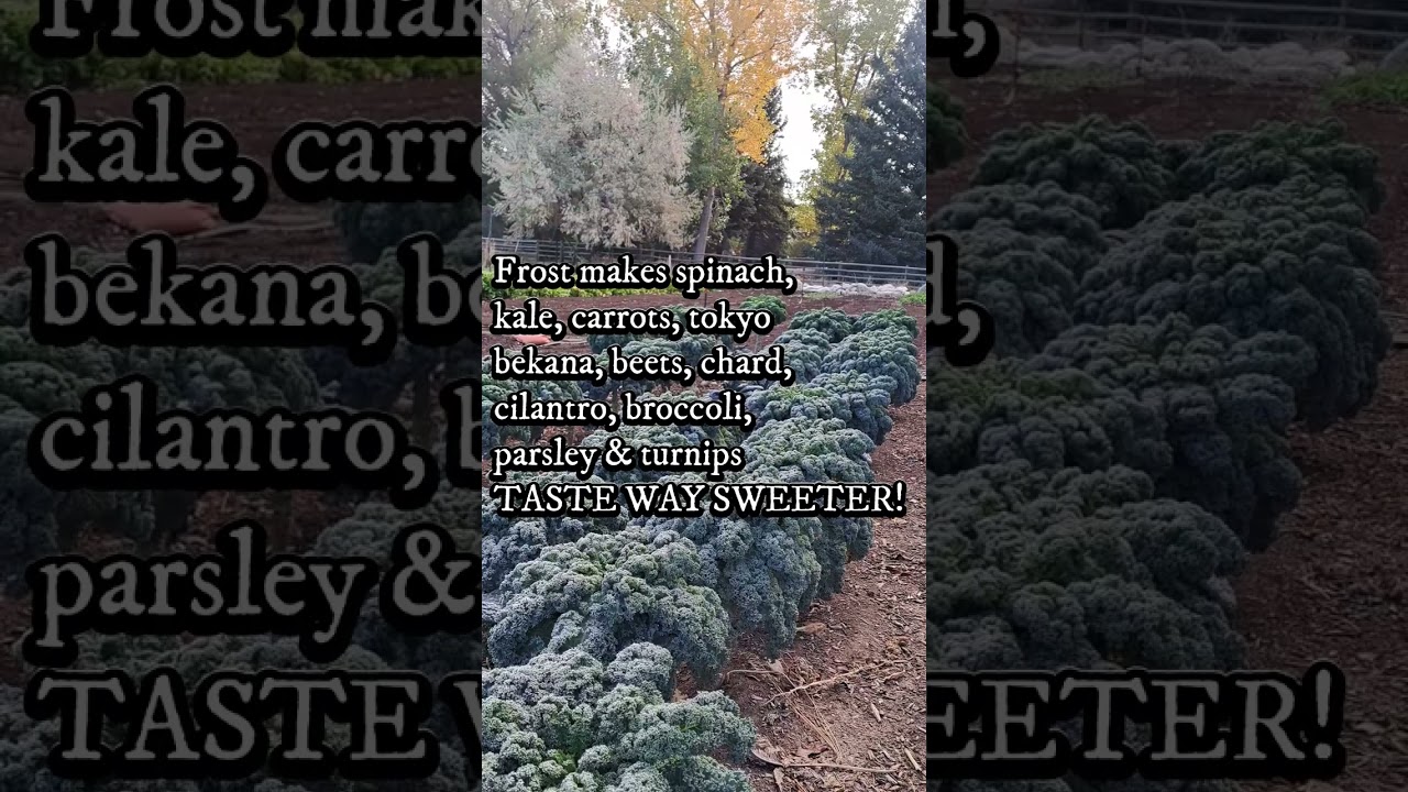 Frost makes food taste better. 