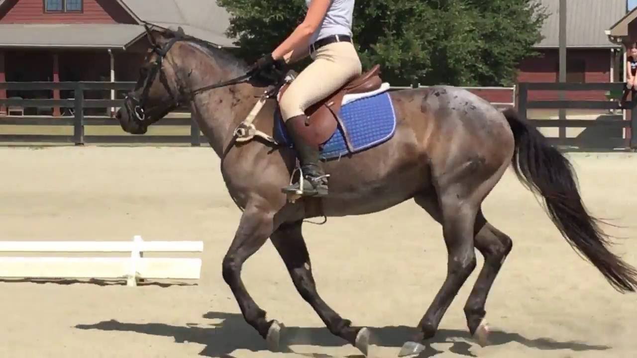 Truck - English Hunter/Jumper Prospect for Sale