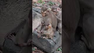 #BabyMonkey #CuteMonkey #FunnyMonkey #MonkeyLove #MonkeyLife #LittleMonkey #MonkeyVibes #PetMonkey