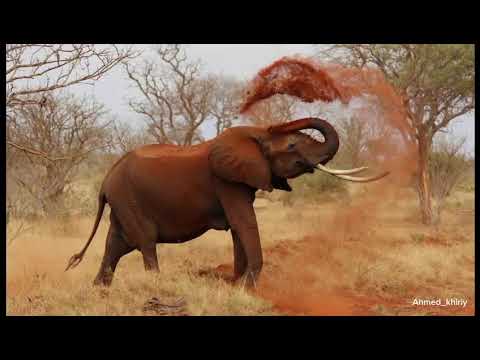 من يحكم الغابة حقا