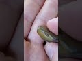 Beautiful Backlit Agates! Agate Motherlode Episode 9 Part 2 #shorts
