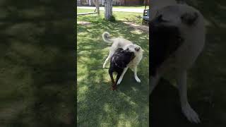 Mutlu Kızlar...☺️Mia&Bozkız