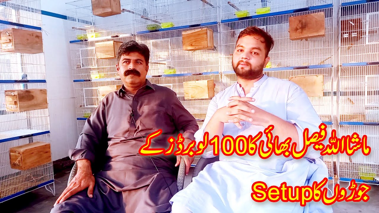 visit 100 pairs of Love Bird Setup in Gujranwala|Faisal Bhai Mutation Love Birds Setup|