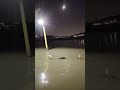 #bangau #night #views #cute #animals