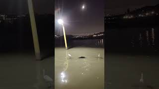 #bangau #night #views #cute #animals