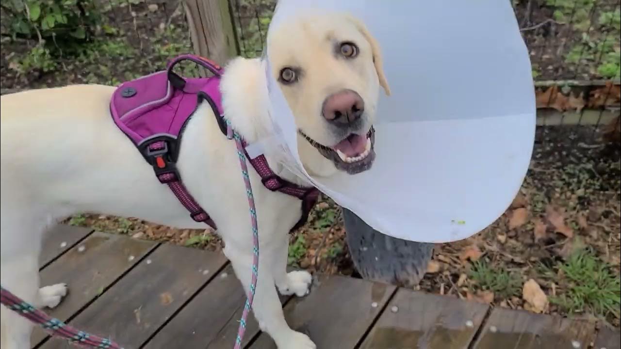 Dog spay Recovery Progress Day 5 Lab Puppy Fixed Spay Surgery Cutest Labrador Video YouTube