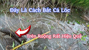Nghề  Đặc  Lờ  Cá  Lóc Trên  Ruộng  Lúa  Trúng  Đậm  Sau Những  Chuyến  Đi Thăm