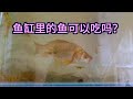 【欢子TV】鱼缸里的鱼可以吃吗？小伙一次钓鱼太多，吃不完放鱼缸养着