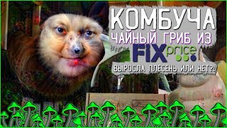 Чайный гриб из FixPrice | Комбуча в домашних условиях | Домашняя комбуча | Домашний чайный гриб