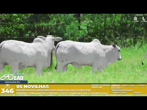 LOTE 346