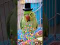 Mittu ka magic moment ✨🦜|| Parrot ka funny reaction 😂 (Wait for it!) #ytshorts