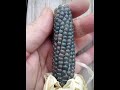 How to grow mini blue popcorn   seed to harvest