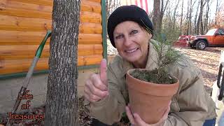 Planting Pine Trees dilemmas by Life of Treasures 143 views 3 months ago 9 minutes, 41 seconds