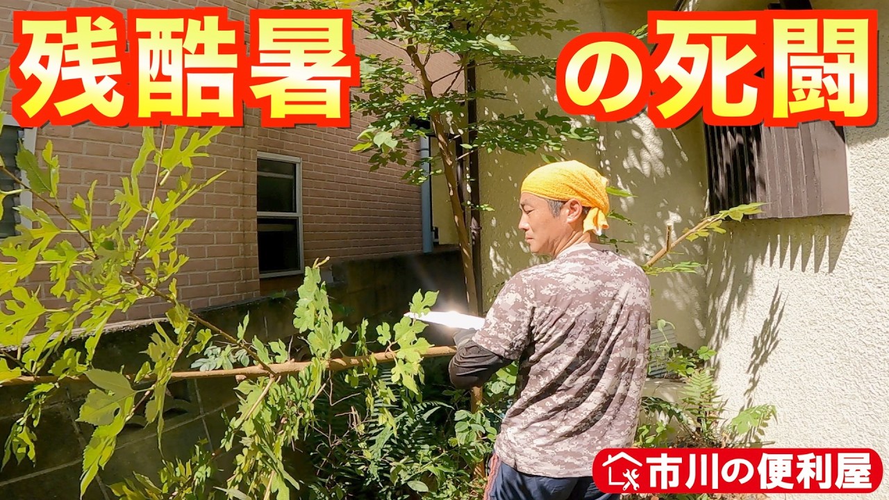 空き家の雑草木掃討【残酷暑の死闘】草抜き、伐採、除草剤散布作業を蔵出し🎞️宿敵アカメガシワをシルキーノコギリで切り刻む46歳男｜千葉県市川市の便利屋！各作業料一覧、お問い合わせ先は概要欄をご覧下さい！