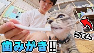 【初挑戦】子猫が歯磨きできるようになるまで