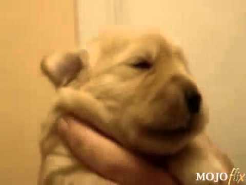 baby puppy howling