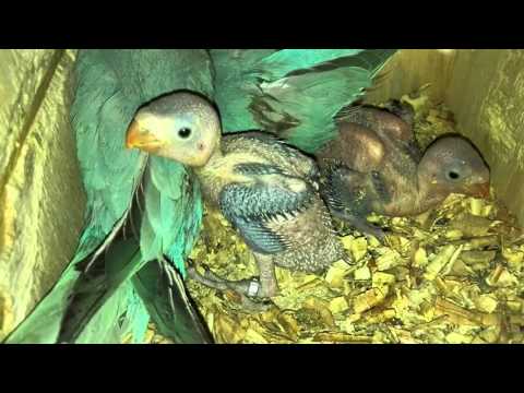 Babies with parents(1)