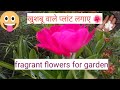 फूलो की खुशबू से महकाएं अपना गार्डन लगाए ये पौधे fragrant flowers for garden
