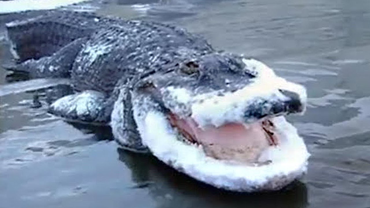 ¡13 IMPRESIONANTES ANIMALES QUE QUEDARON CONGELADOS EN EL HIELO! - YouTube
